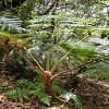 Plants: image 113 Of 208 Thumb